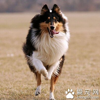 蘇格蘭牧羊犬飼養方法 適時改變日糧配方
