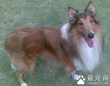 蘇格蘭牧羊犬怎麼養 保持其身體干淨清爽