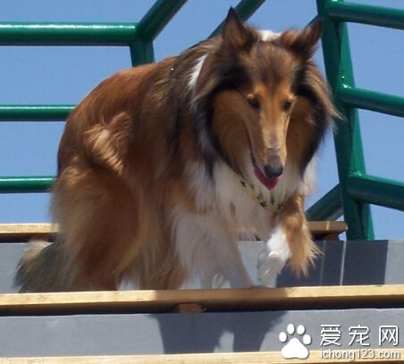 蘇格蘭牧羊犬吃什麼 建議喂狗糧或是粗糧