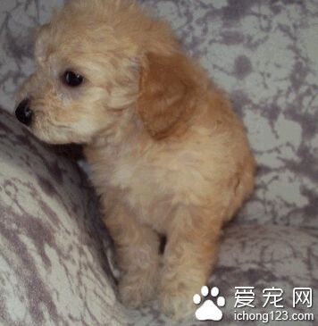 滿月小狗怎麼喂 吃飯以不銹鋼碗最合適