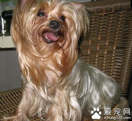 如何飼養約克夏 約克夏犬是以肉食為主的