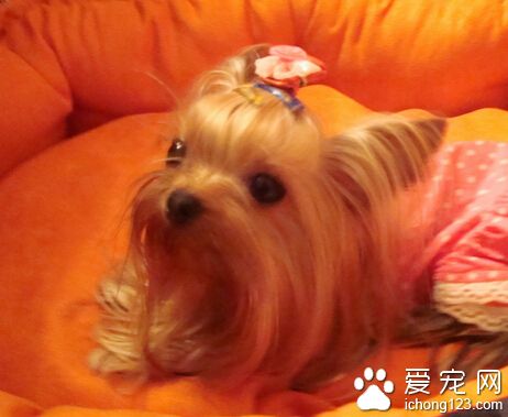 約克夏產後護理 狗狗的清潔工作一定要做好
