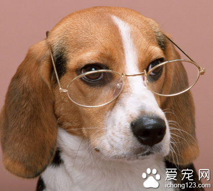 狗狗不舒服怎麼辦 對狗狗進行基礎檢查