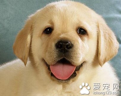 拉布拉多幼犬喂什麼 千萬不要喂生肉