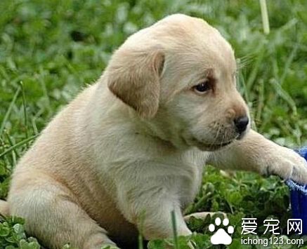 拉布拉多幼犬吃什麼 多吃一些含鈣的產品