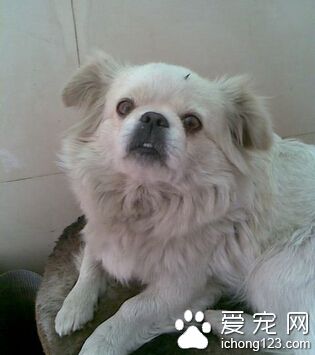 狗狗拉肚子吃什麼 不要隨便給狗狗用藥