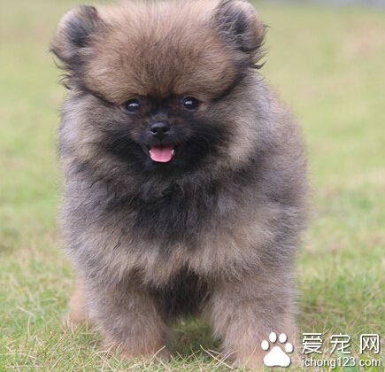 狗狗不可以吃什麼 絕對不要碰巧克力