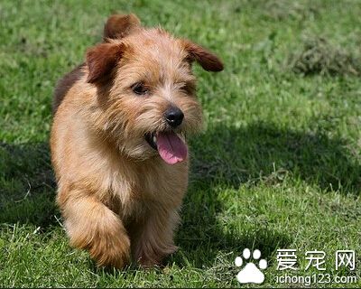 羅福梗吃什麼好 幼犬時期營養要跟上