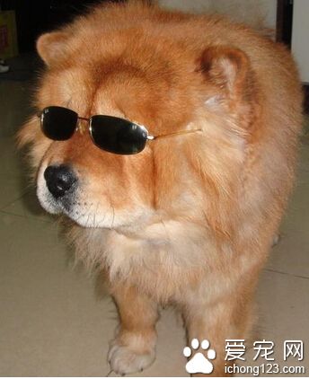 狗狗吃什麼避孕藥 避孕藥會有不良反應
