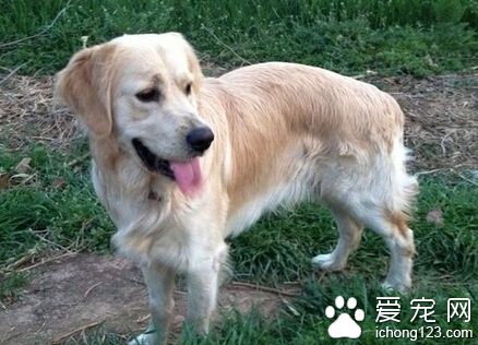 狗狗最好吃什麼 應該挑選優質的幼犬犬糧