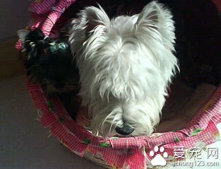 丹迪丁蒙梗掉毛嗎 基本不掉但需做日常護毛