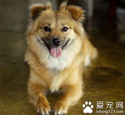  小狗一直叫怎麼辦 多安撫還有陪伴它