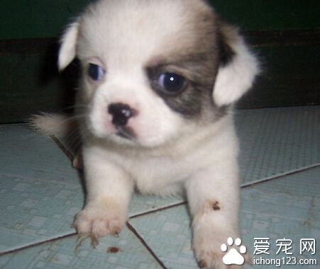 狗狗配種後回血 看犬科動物子宮日記視頻