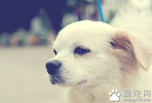 狗的視覺好嗎 狗狗的視野比人類更寬廣