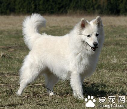 狗狗吃什麼狗糧好 高蛋白且低碳水化合物