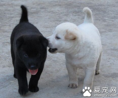 狗狗美毛吃什麼 多喂富含蛋白質的飼料