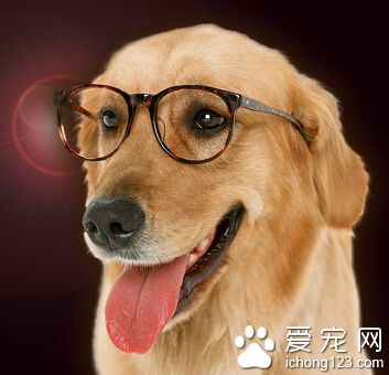 狗狗生完寶寶吃什麼 應喂養易消化的飼料