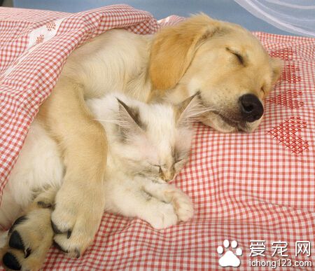 兩個月的狗狗吃什麼 幼犬糧需開水泡軟