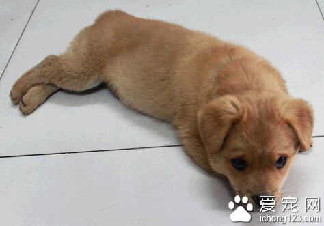 狗怕蛇嗎 在一些情況下狗是不怕蛇的