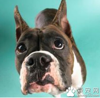  狗怕熱怎麼辦 清晨或傍晚帶寵物出去玩