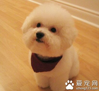 狗狗驅蟲藥什麼牌子好 各家有各家的優勢