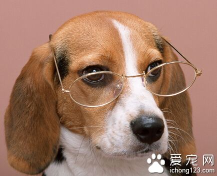 狗狗驅蟲藥什麼時候吃 飯前8小時去吃