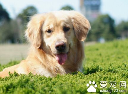 狗狗驅蟲藥價格 20多元就可以買很好的藥