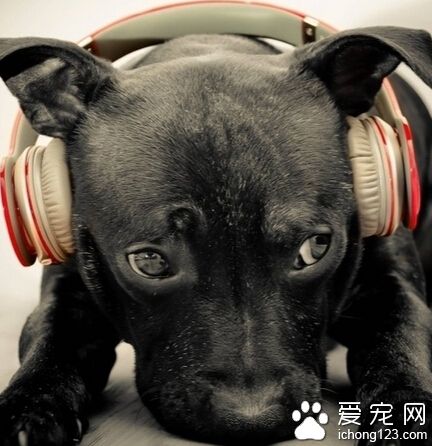 狗狗的鼻子為什麼靈敏 嗅覺是人類的100萬倍