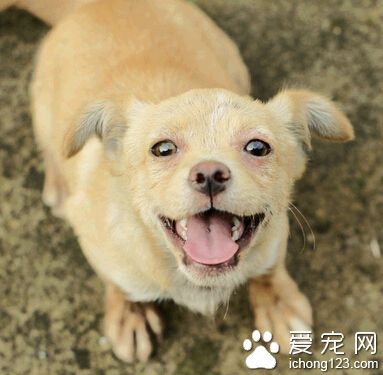  給小狗喂人奶 給狗狗喂羊奶足夠其成長了