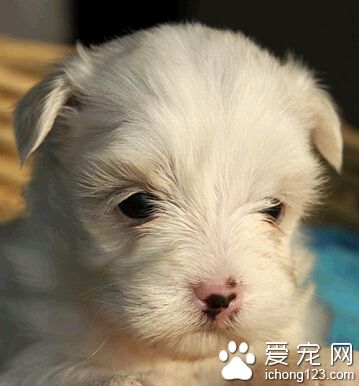  滿月小狗喂什麼 可以喂些加骨粉的鮮肉