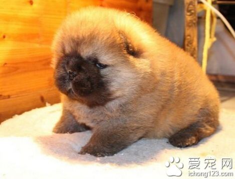 滿月小狗一天喂幾次 最多一天五次