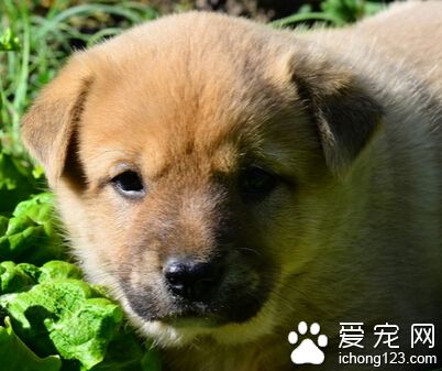 狗狗能看到顏色嗎 狗狗是具有色彩視覺的