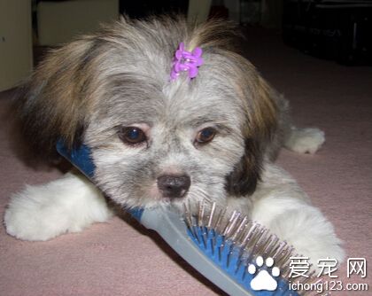 拉薩犬吃什麼好 需記住幾樣不能吃的東西