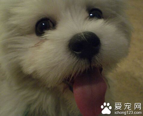 拉薩犬怎麼養 挑選適合狗狗吃的狗糧