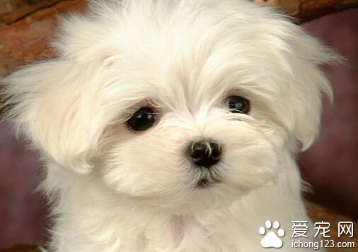 狗狗的年齡怎麼算 各個年齡段需要注意什麼