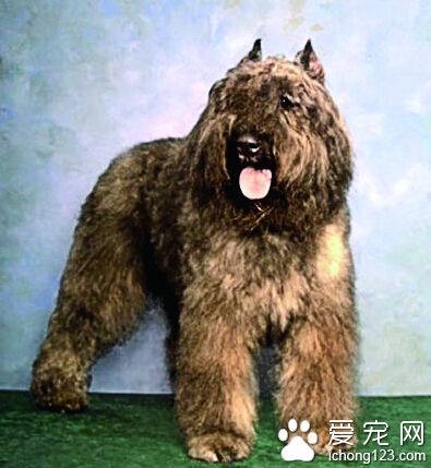 法蘭德斯畜牧犬的日常護理 從腰部往前修毛