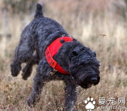  法蘭德斯畜牧犬的喂食要點 多喂點蔬菜