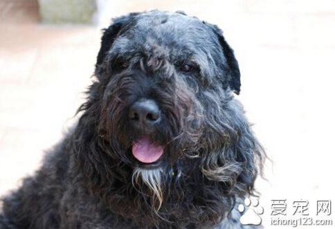 法蘭德斯畜牧犬的養護常識 時刻防范狗狗中暑