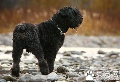 法蘭德斯畜牧犬掉毛嗎 掉毛的解決方案