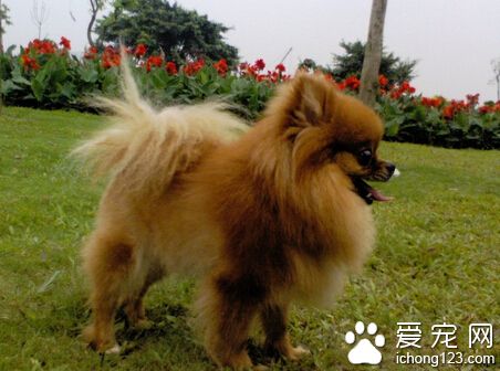 狗狗吃草怎麼回事 食物中蔬菜不足導致
