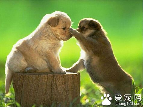 狗狗吃什麼食物補鈣 多吃一些動物肝髒
