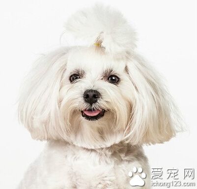 家裡養狗很臭怎麼辦 常備一些寵物除味劑