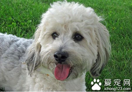 丹迪丁蒙梗好養嗎  飼養前需備一些常用藥品