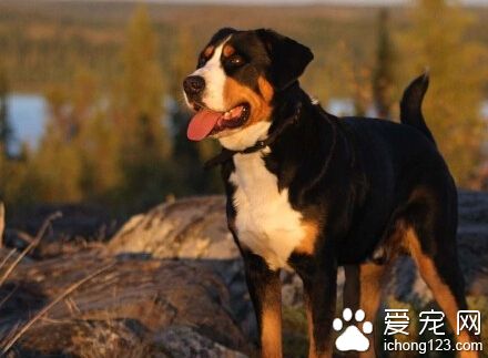 大瑞士山地犬的日常護理 洗澡注意的細節