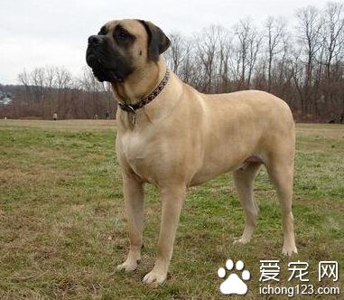 斗牛馬士提夫犬的養護常識 注意日常衛生