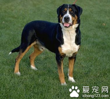 大瑞士山地犬的日常護理 洗澡注意的細節