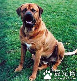 斗牛馬士提夫犬好養嗎 做好飼養的准備