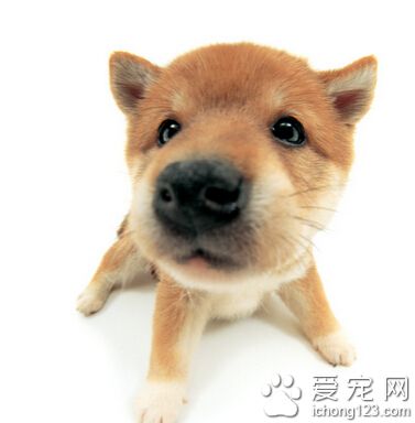 狗狗吃什麼對毛色好 適當補充營養物質