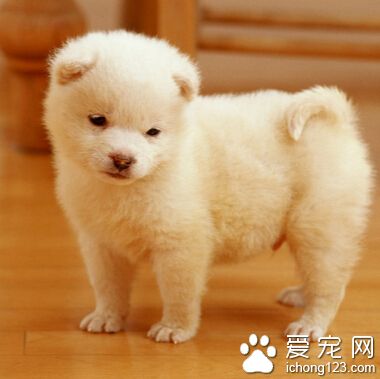狗狗吃什麼長個 個子和遺傳有一定關系