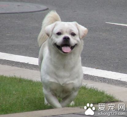 狗狗吃什麼補微量元素 根據情況而定